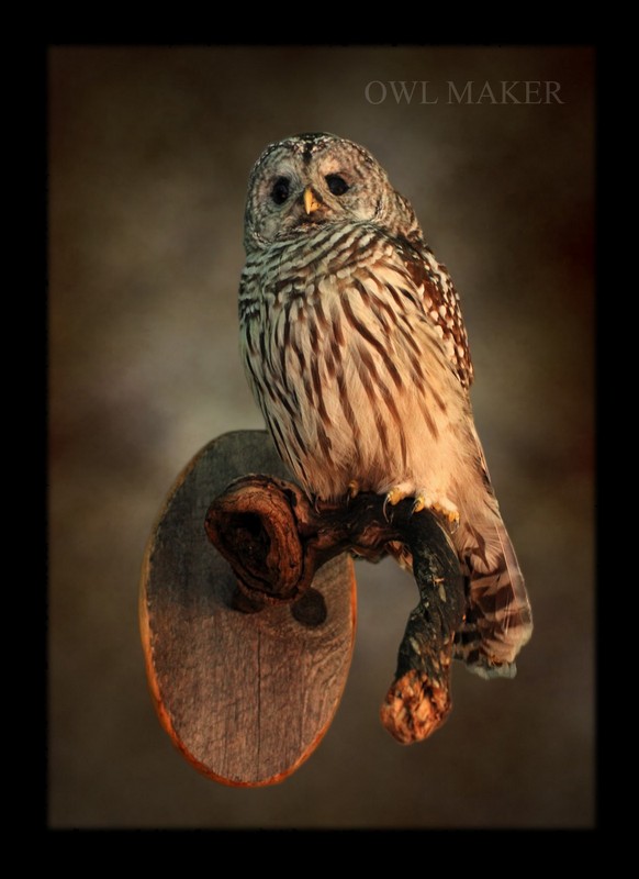 horned owl taxidermy